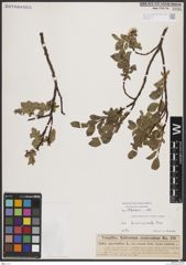 Foto von Salix breviserrata Flod.